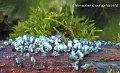 Chlorociboria aeruginascens-amf1420